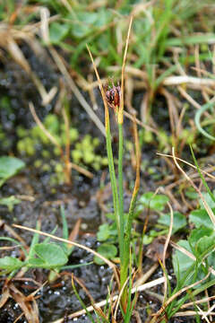 Image of pondweed