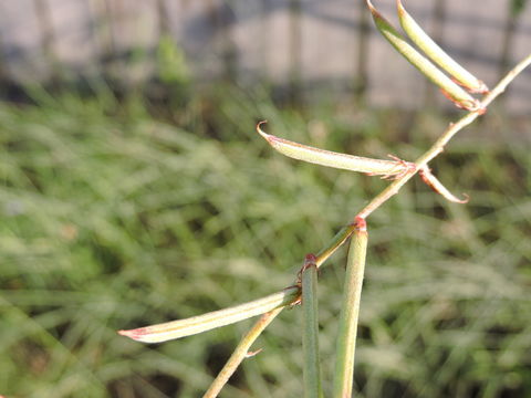 Indigofera miniata Ortega的圖片