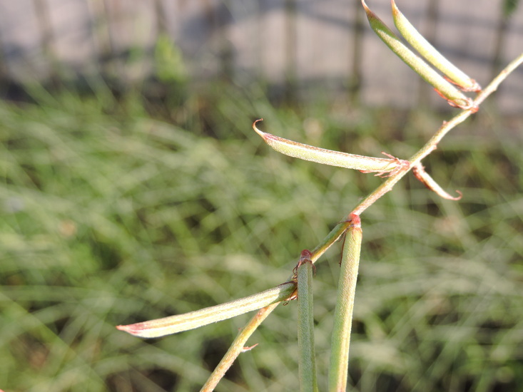 Imagem de Indigofera miniata Ortega