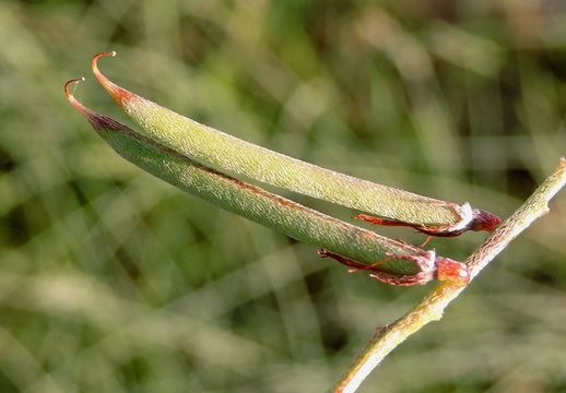 Indigofera miniata Ortega的圖片