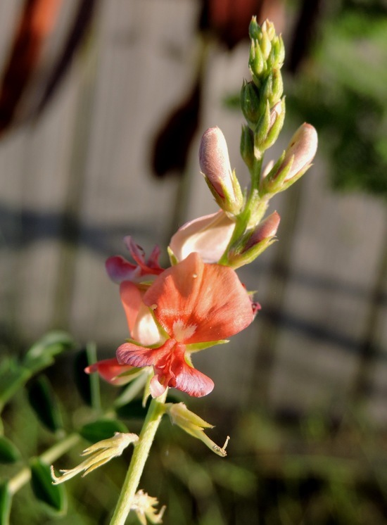 Imagem de Indigofera miniata Ortega