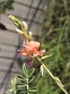 Imagem de Indigofera miniata Ortega