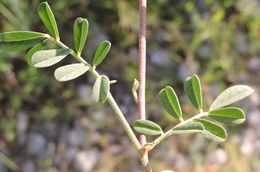 Imagem de Indigofera miniata Ortega