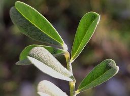 Imagem de Indigofera miniata Ortega