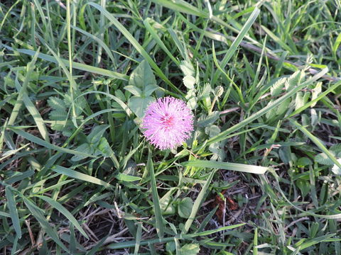 Imagem de Mimosa strigillosa Torr. & A. Gray