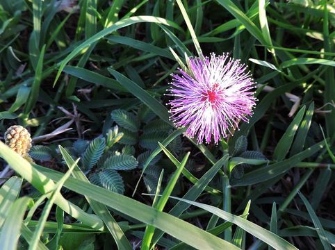 Image of powderpuff