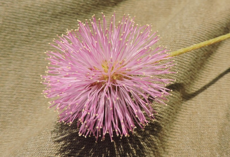 Imagem de Mimosa strigillosa Torr. & A. Gray