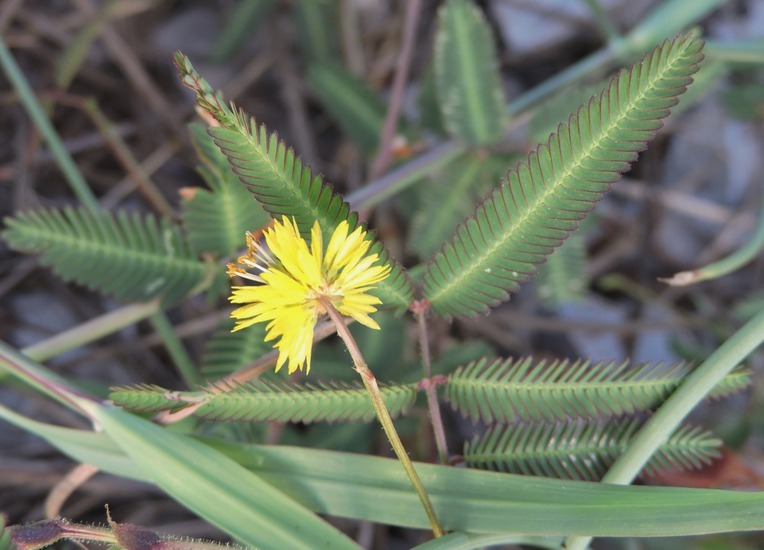 Image of Tropical Puff