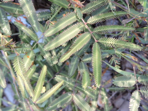 Image of Tropical Puff