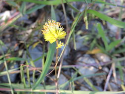 Image of Tropical Puff