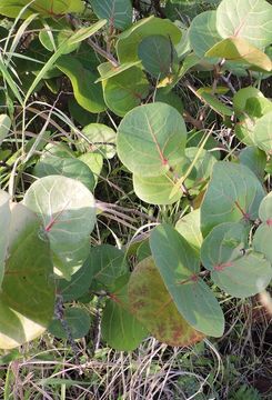 Coccoloba uvifera (L.) L. resmi