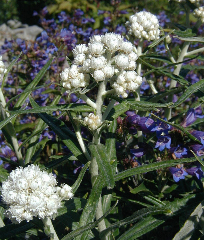 Image of Pearly Everlasting