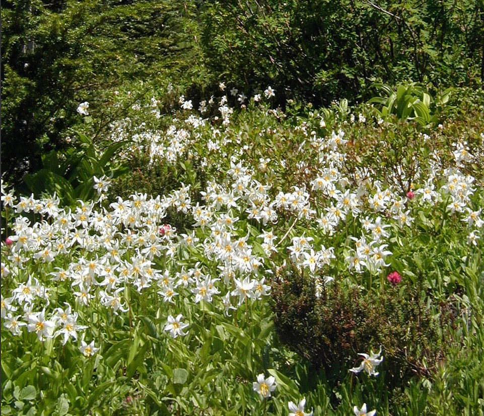 Imagem de Erythronium montanum S. Watson