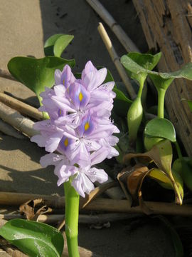 Image of Waterhyacinth