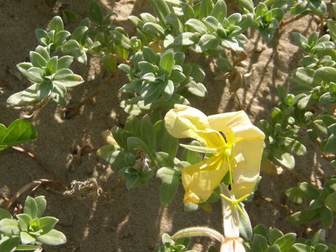 Imagem de Oenothera drummondii Hook.