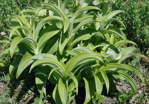 Слика од Veratrum viride Aiton