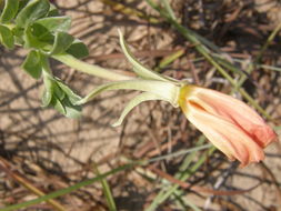 Imagem de Oenothera drummondii Hook.