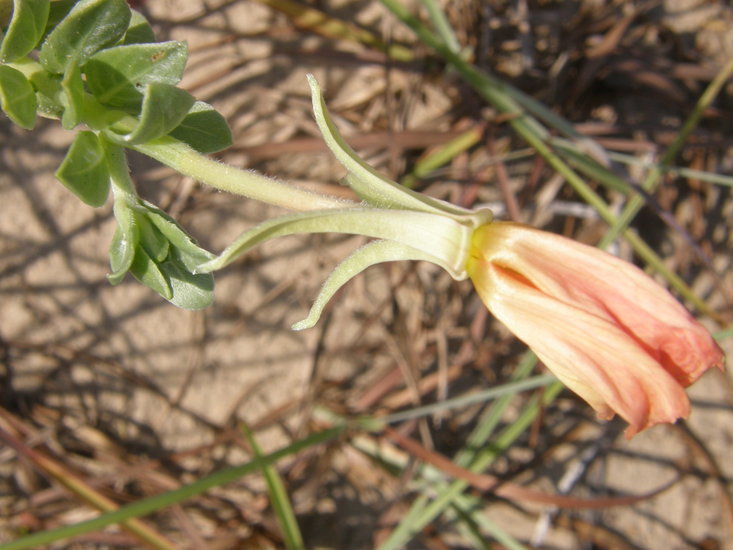 Oenothera drummondii Hook. resmi