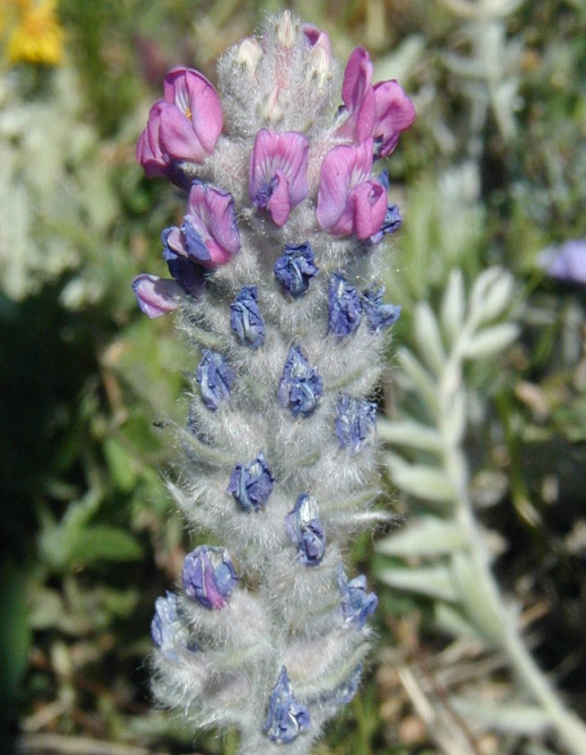 Image of Whorled Locoweed