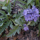 Image of alpine phacelia