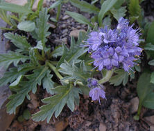 Image de Phacelia lyallii (A. Gray) Rydb.