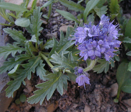 Image of alpine phacelia