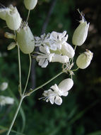 Image of Bladder Campion