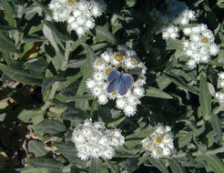 Image of Pearly Everlasting