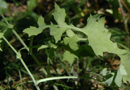 Image of wall lettuce