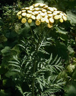 Image of common tansy