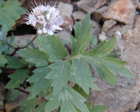 Imagem de Hydrophyllum occidentale (S. Wats.) A. Gray