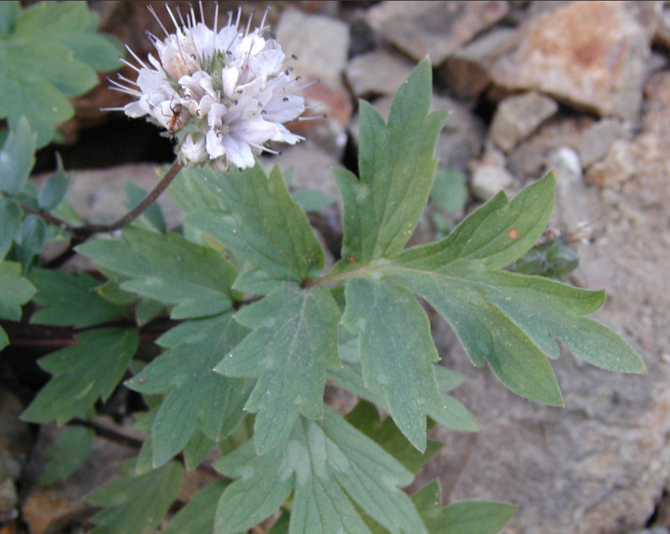 Imagem de Hydrophyllum occidentale (S. Wats.) A. Gray