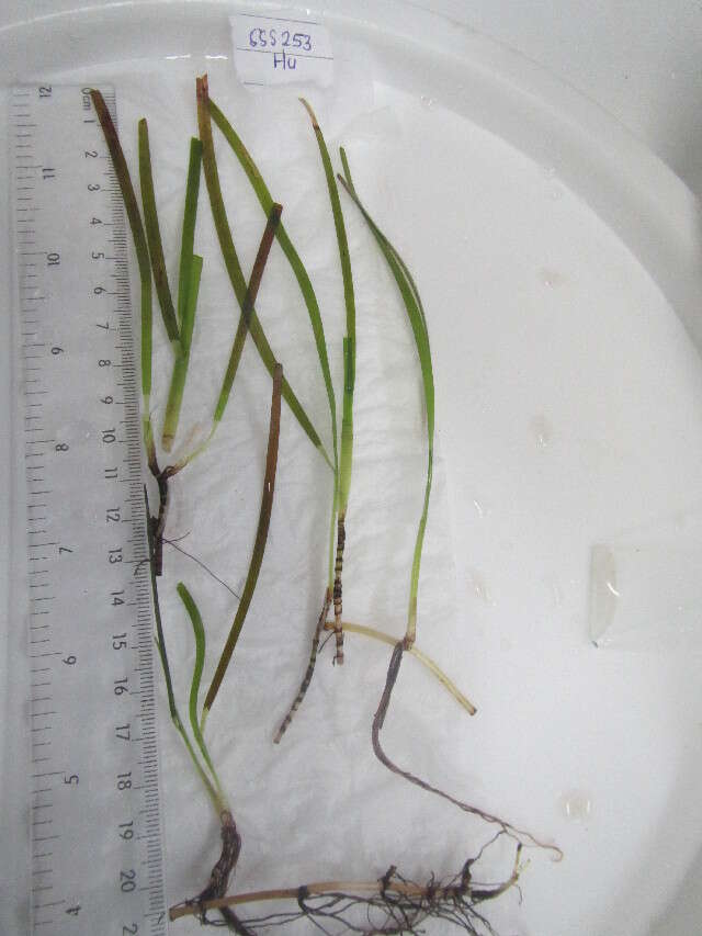 Image of manatee grass family