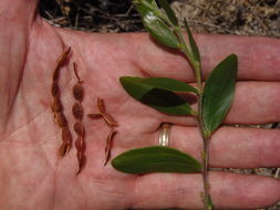 Image of Red-eyed Wattle