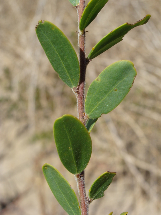 Image of Red-eyed Wattle