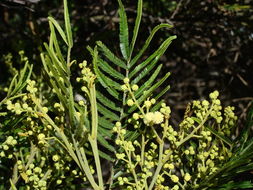 Image of black wattle