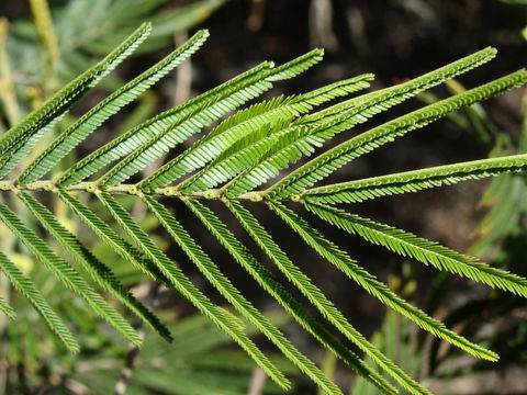 Image of black wattle