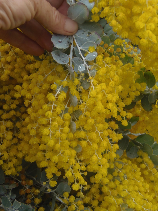 Plancia ëd Acacia podalyriifolia A. Cunn. ex G. Don