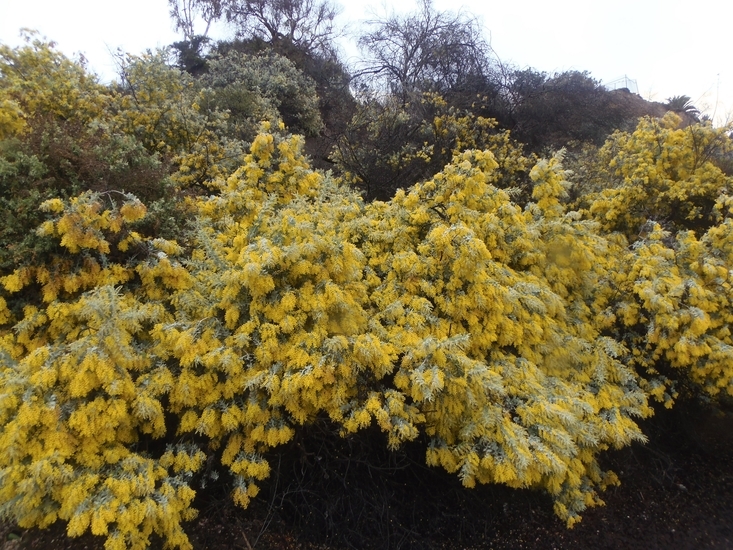 Plancia ëd Acacia podalyriifolia A. Cunn. ex G. Don