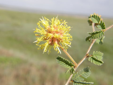 Image of tornillo