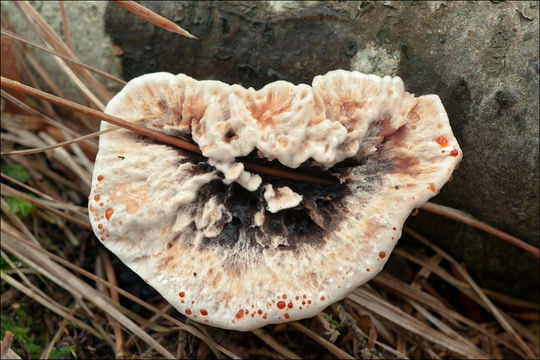 Image of Hydnellum peckii Banker 1912