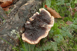 Image de Hydnellum peckii Banker 1912