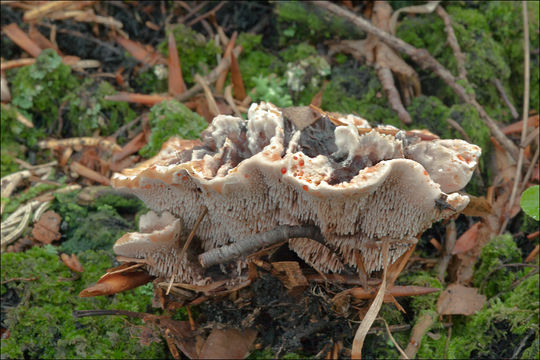 Image de Hydnellum peckii Banker 1912