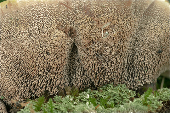 Image de Hydnellum peckii Banker 1912