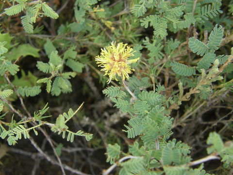 Image of tornillo