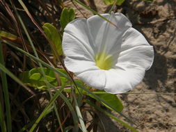 Image of beach morning-glory