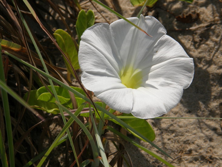 Image of beach morning-glory