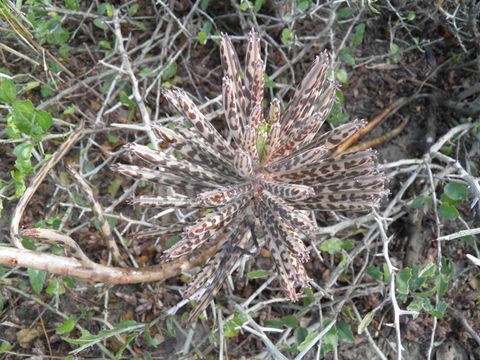 Image of <i>Kalanchoe delagoensis</i>