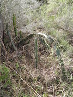 Image of Barbed-wire cactus