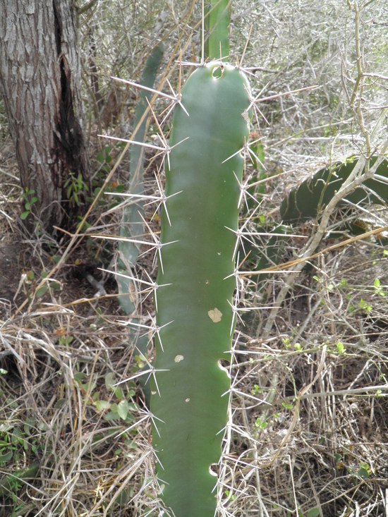 Image of Barbed-wire cactus